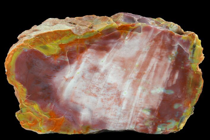 Colorful Petrified Wood (Araucarioxylon) Section - Arizona #133231